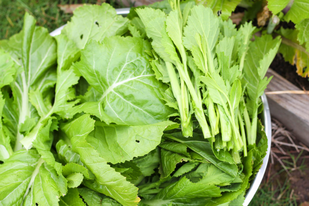 Hmong Zaub Qaub (Pickled Greens) C.HawjCreations